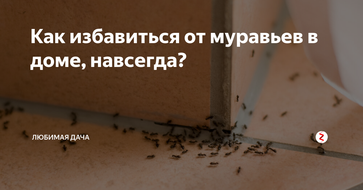 14 способов, как избавиться от муравьев в квартире - строительный блог вити петрова
