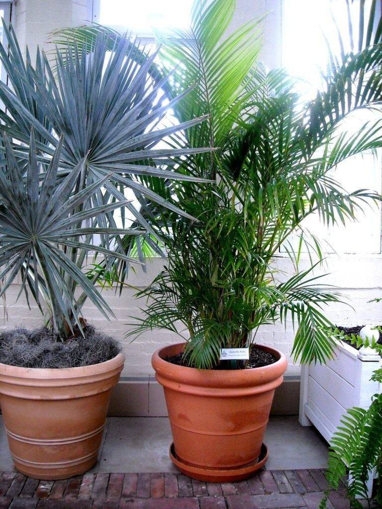 Распространенные виды пальм: подробное описание, название и фото