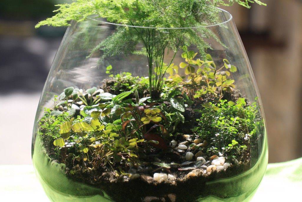 Флорариум с суккулентами (32 фото): как посадить цветы в аквариум из стекла? как сделать садик из суккулентов в стеклянной вазе своими руками?