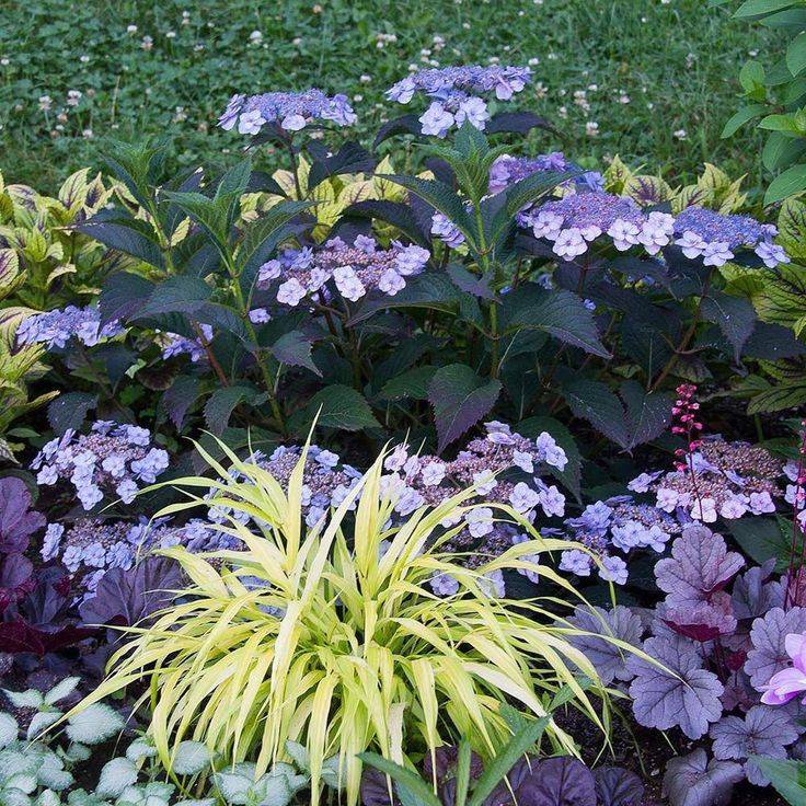Тенелюбивые и теневыносливые растения для сада