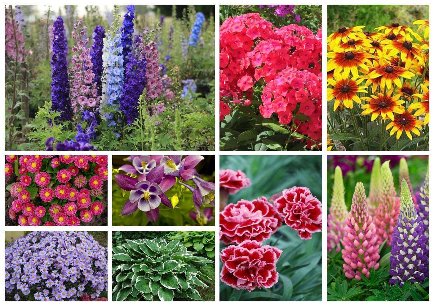Садовые цветы многолетники: фото с названиями