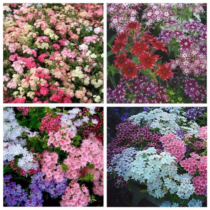 Лучшие однолетние цветы - 120 фото выращенные без рассады в цветнике