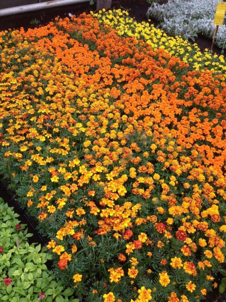 Неприхотливые долгоцветущие цветы-многолетники для сада: низкорослые, средне и высокорослые