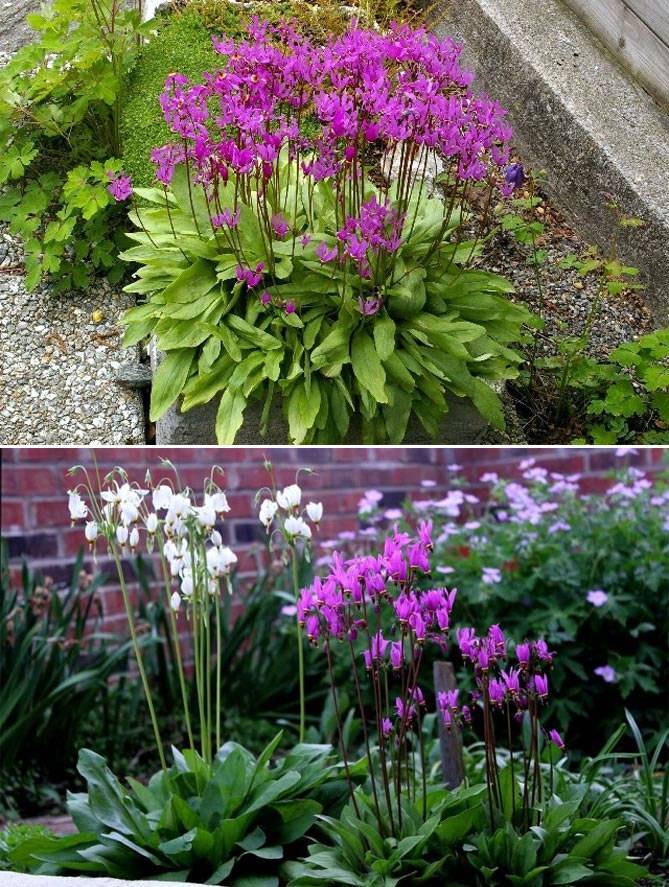 Самые тенелюбивые и теневыносливые растения для сада: кустарники и цветы