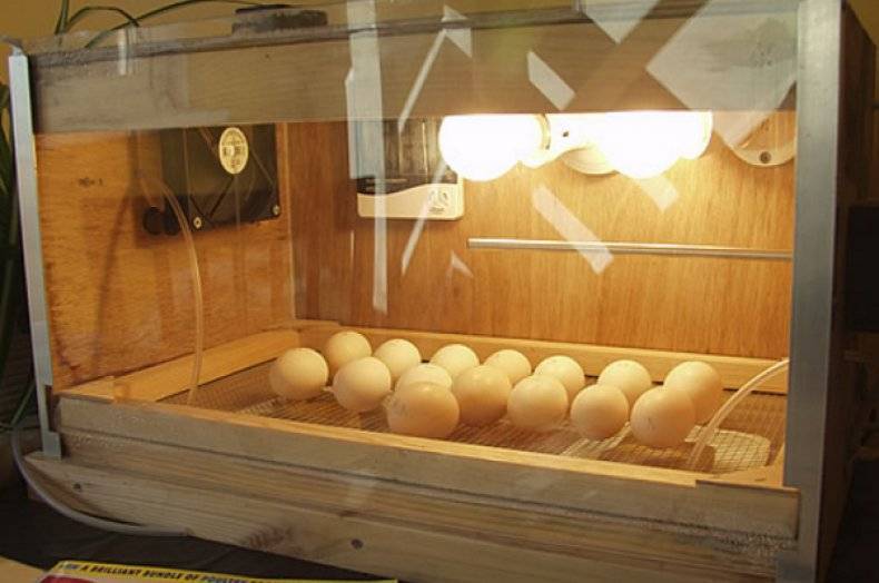 Инкубатор для яиц своими руками: как сделать в домашних условиях инкубатор из пенопласта и других материалов
