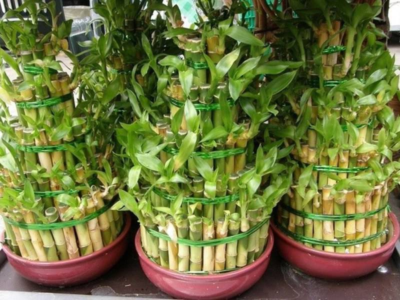 Бамбук как комнатное растение: выращивание, размножение, пересадка
