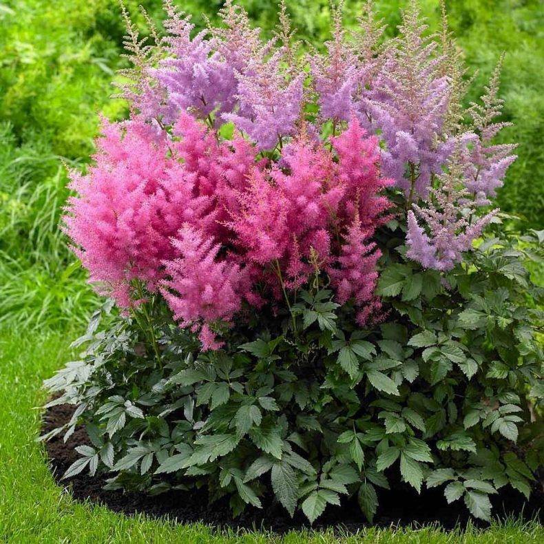 Высокие садовые цветы (42 фото): названия многолетних высокорослых растений для дачи, розовые и синие цветы. как их подвязать?