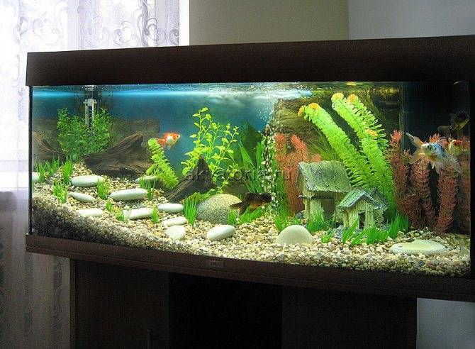 Задний фон аквариума: оформление поверхности стенки своими руками, разновидности аквариумных композиций
