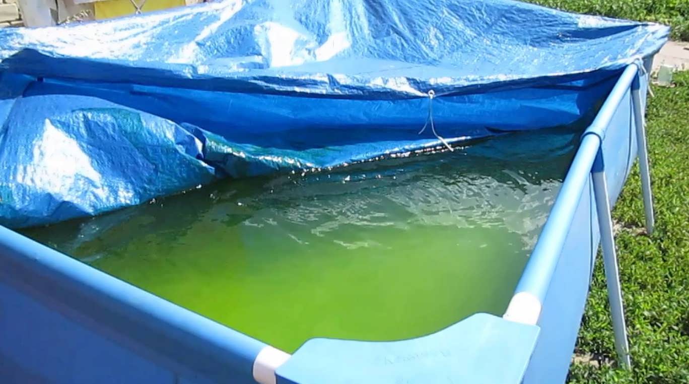 Почему вода из колодца зеленеет и изменяется