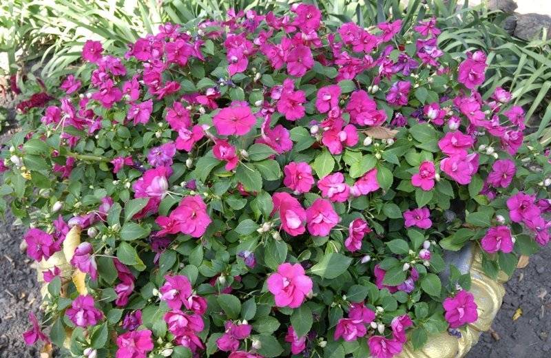 Бальзамин садовый (42 фото): правила посадки цветка, особенности ухода. можно ли сажать уличный  бальзамин в январе на рассаду?