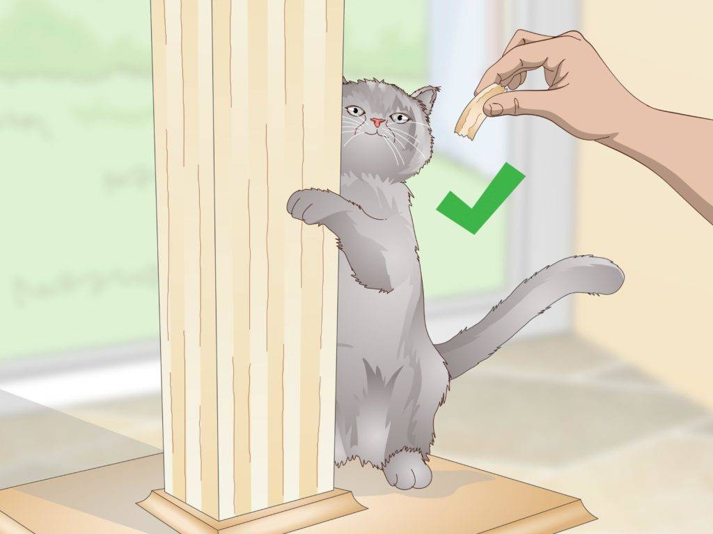10 способов отучить кошку драть обои и мебель