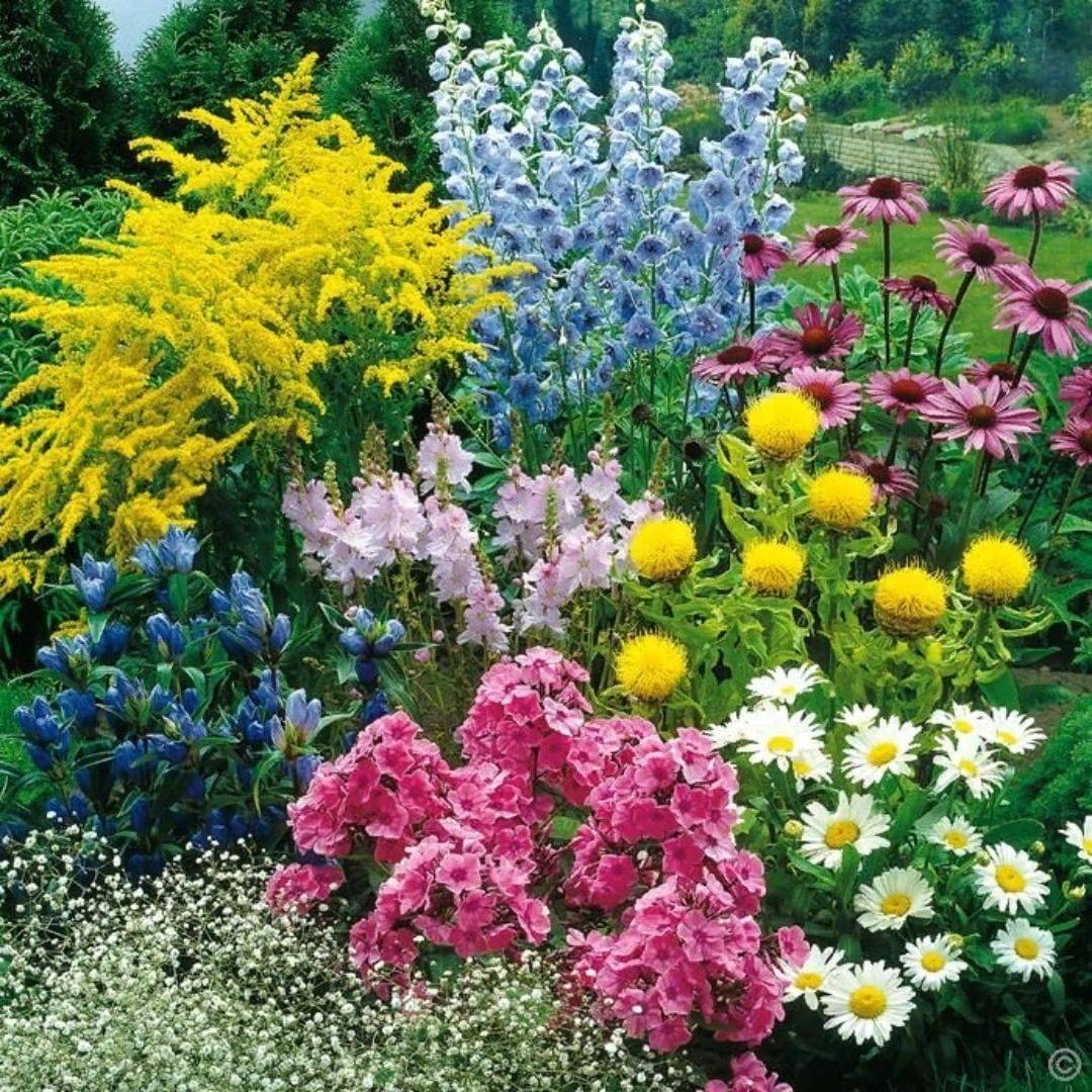 Цветы для клумбы - 66 фото оптимального подбора и сочетаний