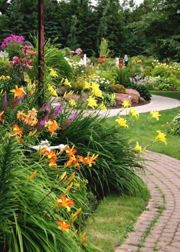 Лилейник (100 фото): посадка и уход за цветами в открытом грунте. чем подкормить красоднев в саду? способы размножения