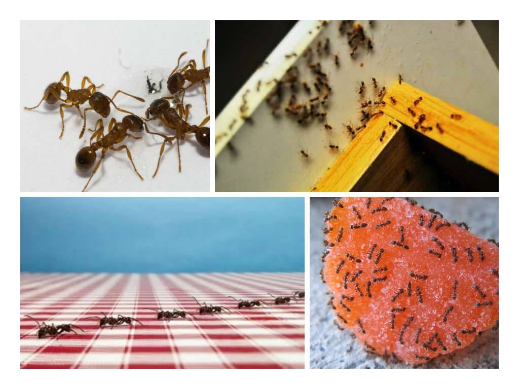 Как избавиться от муравьев с помощью натуральных средств