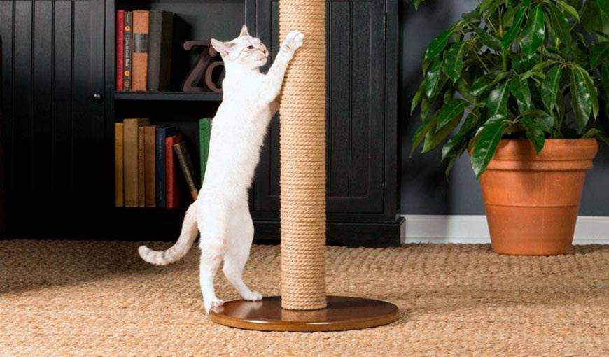 Как отучить кошку драть обои и мебель – советы, рекомендации