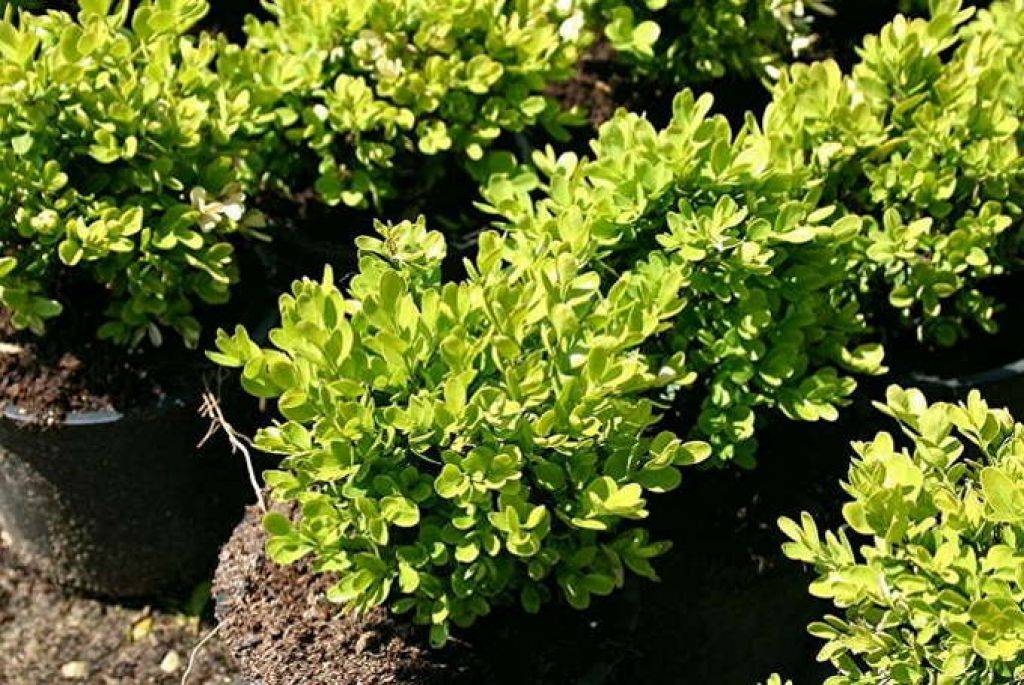 Самшит вечнозеленый — полезные свойства, применение и противопоказания