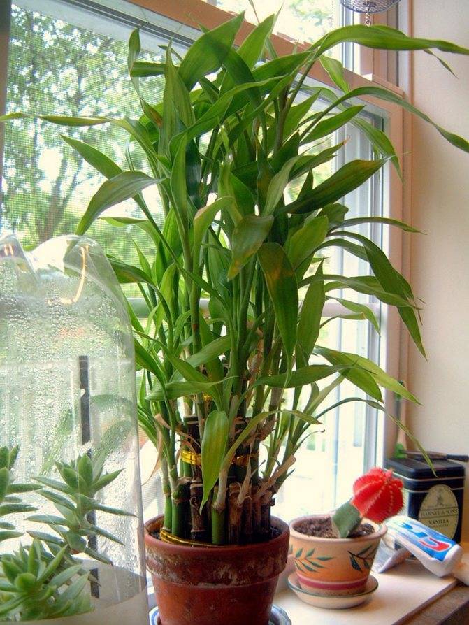 Бамбук (драцена сандера): уход за комнатным растением, как вырастить в домашних условиях, посадка и размножение, фото