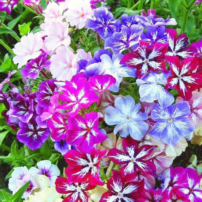 Каталог однолетних цветов для дачи с фото и названиями