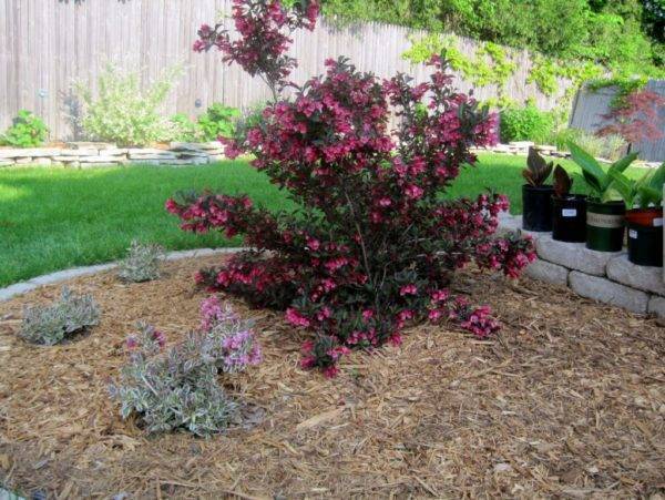 Вейгела кустарник — декоративное цветущее растение для сада