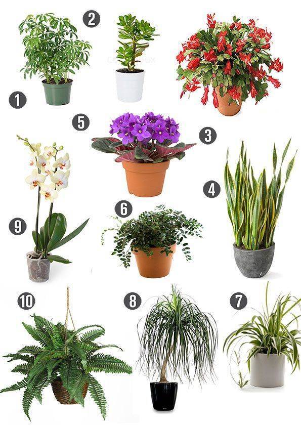 Цветы и комнатные растения в интерьере: советы и рекомендации по оформлению фитодизайна