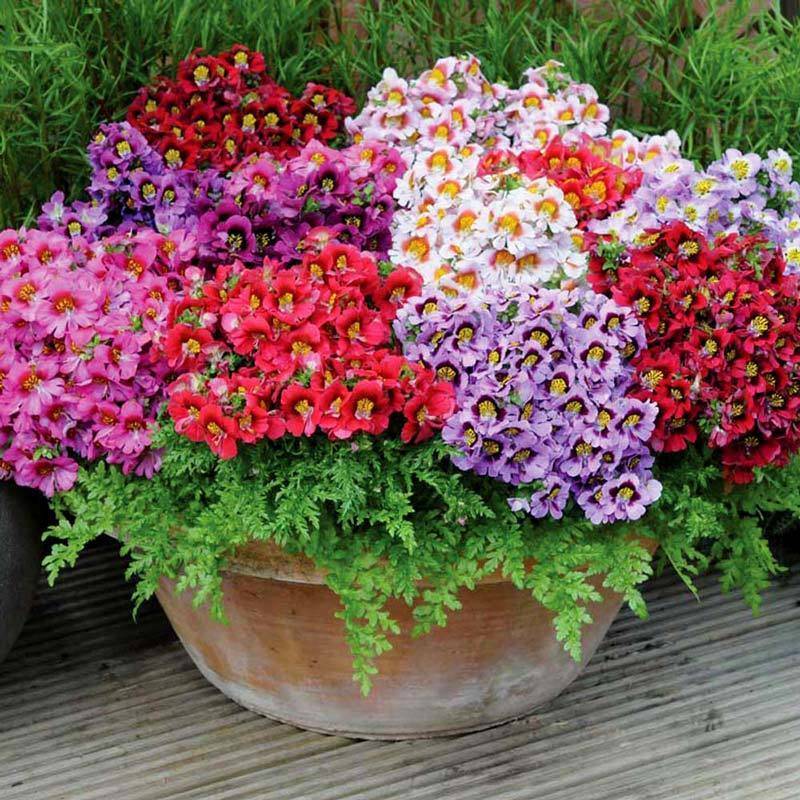 Неприхотливые цветы для дачи (63 фото): долгоцветущие однолетники для сада для ленивых и самые неприхотливые многолетние растения