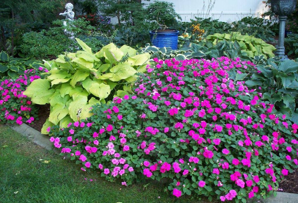 Бальзамин: особенности выращивания в домашних условиях и саду