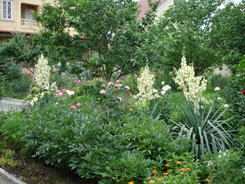 Юкка садовая и нитчатая на даче — когда цветет - pocvetam.ru