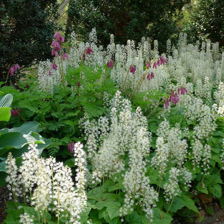 Многолетние теневыносливые цветы для сада: виды и описание растений