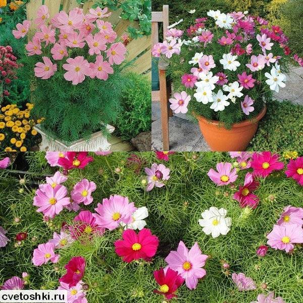 Бордюрные низкорослые цветы для клумбы: карликовые сорта, многолетники и однолетники, цветущие все лето