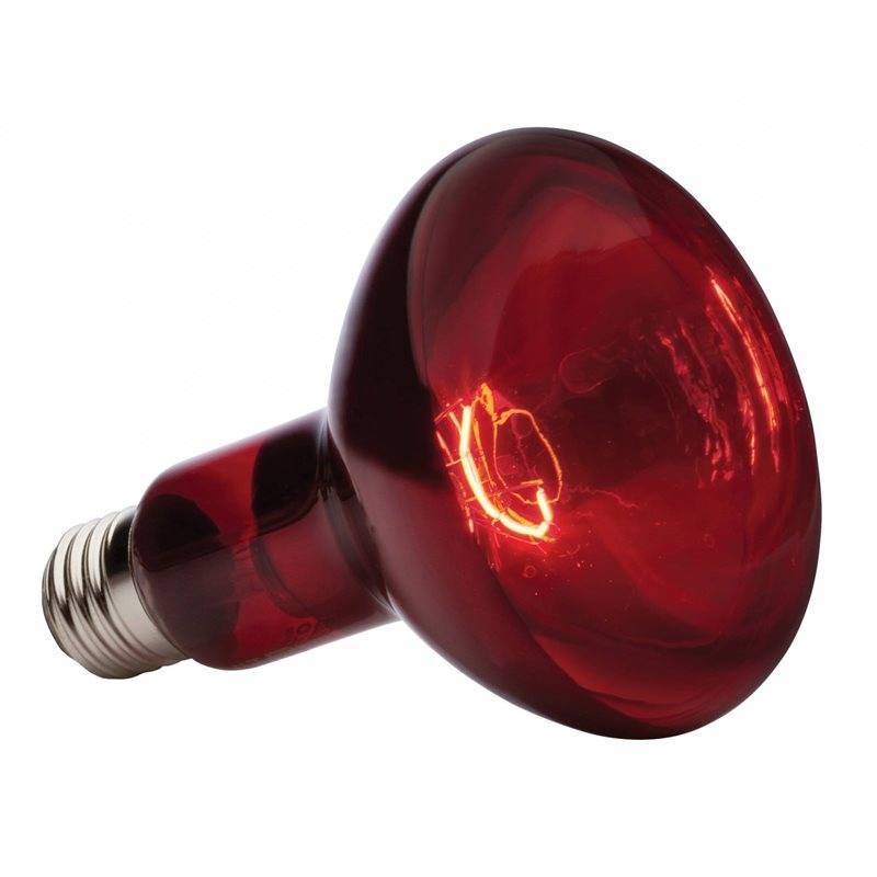 В курятник: красные, инфракрасные, ультрафиолетовые лампы - для чего предназначены