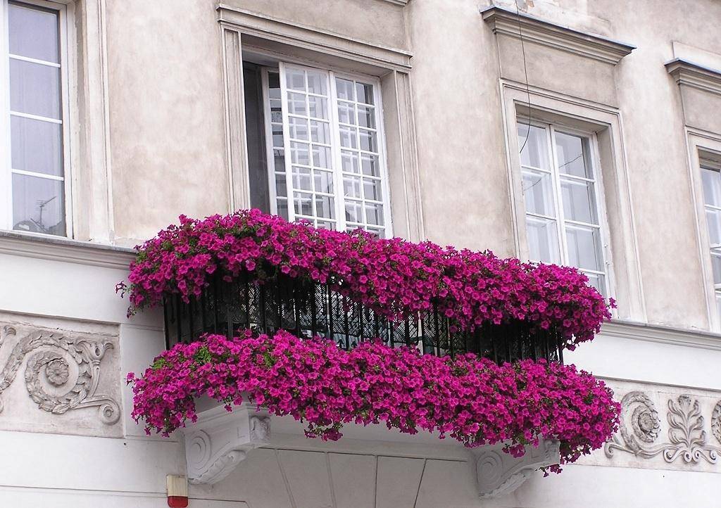 Как посадить цветы на балконе