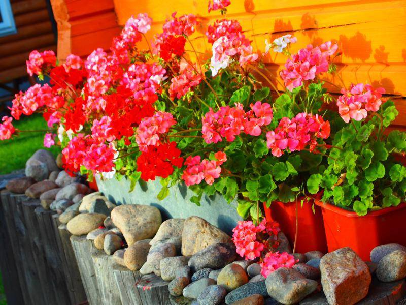 Ландшафтный дизайн цветника (60 фото): виды клумб и их оформление рядом с домом своими руками, как оформить цветник возле забора