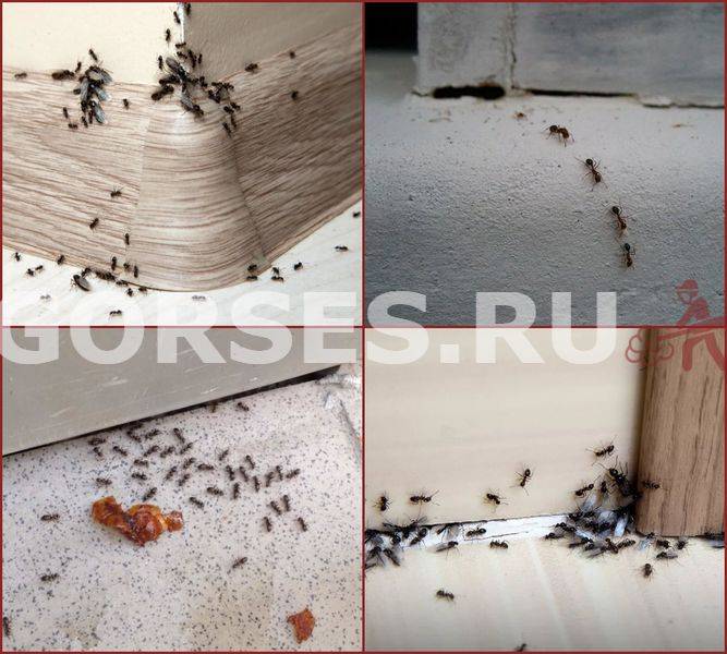 Как избавиться от муравьев в доме: способы, профилактика, препараты.