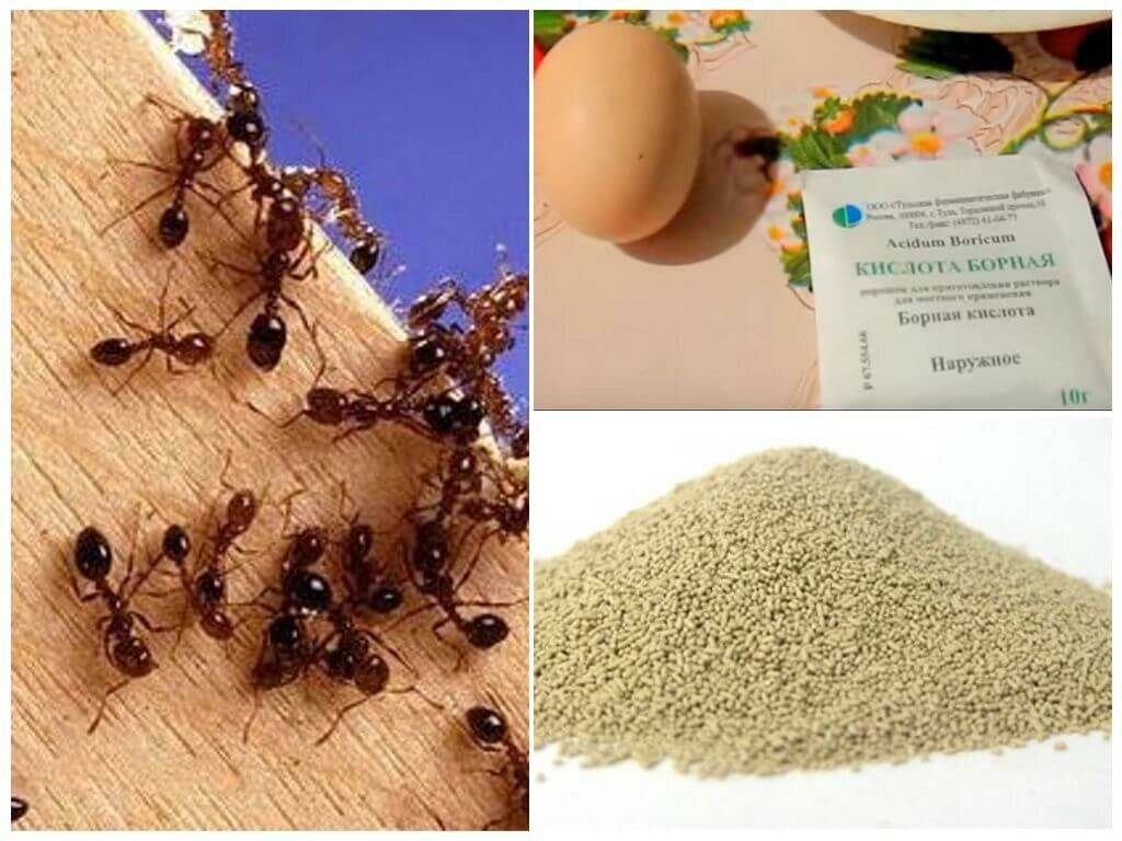 Как избавиться от муравьёв в доме или квартире: все существующие способы
