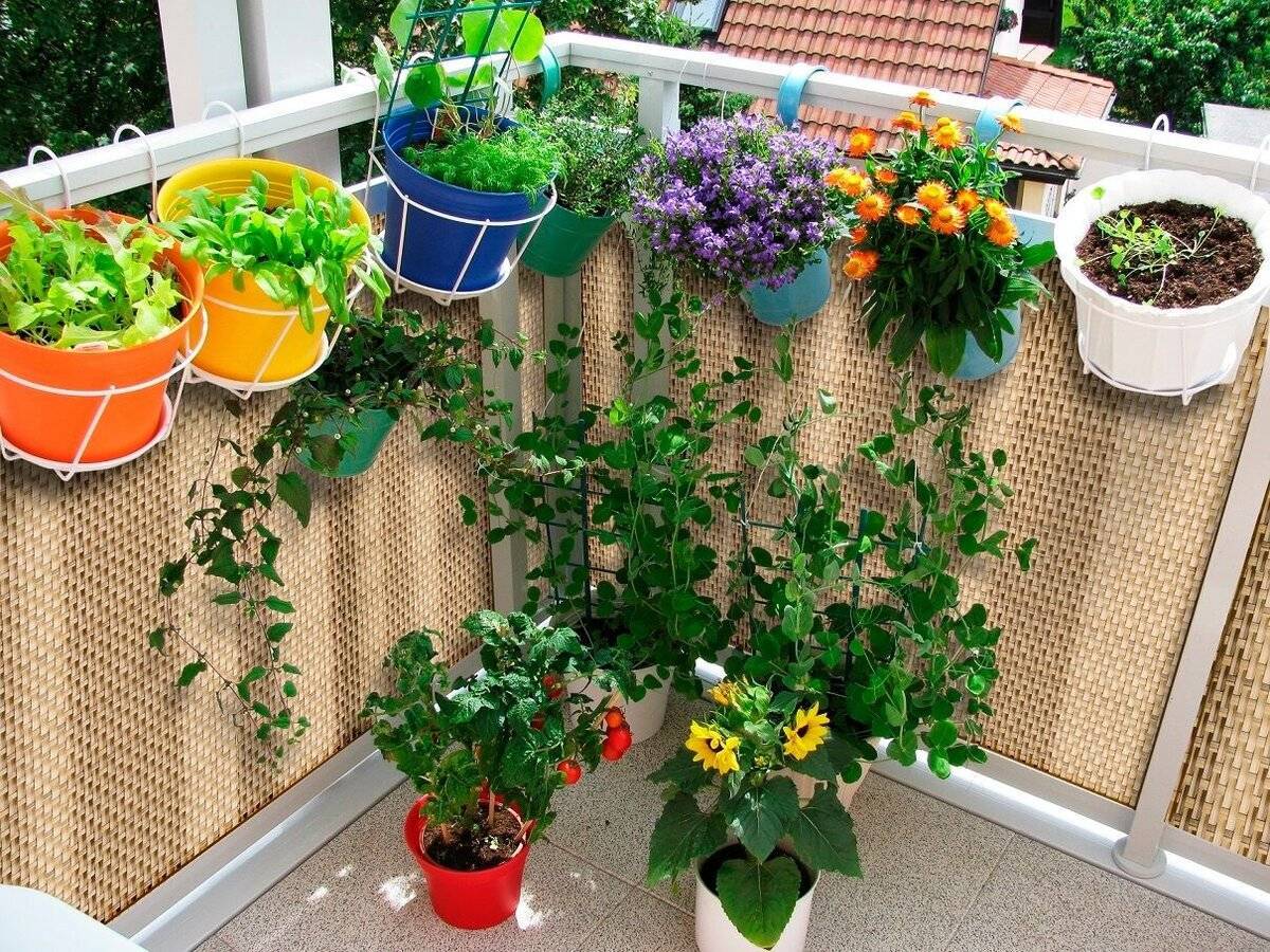 Какие цветы посадить на балконе чтобы цвели все лето и как за ними ухаживать?