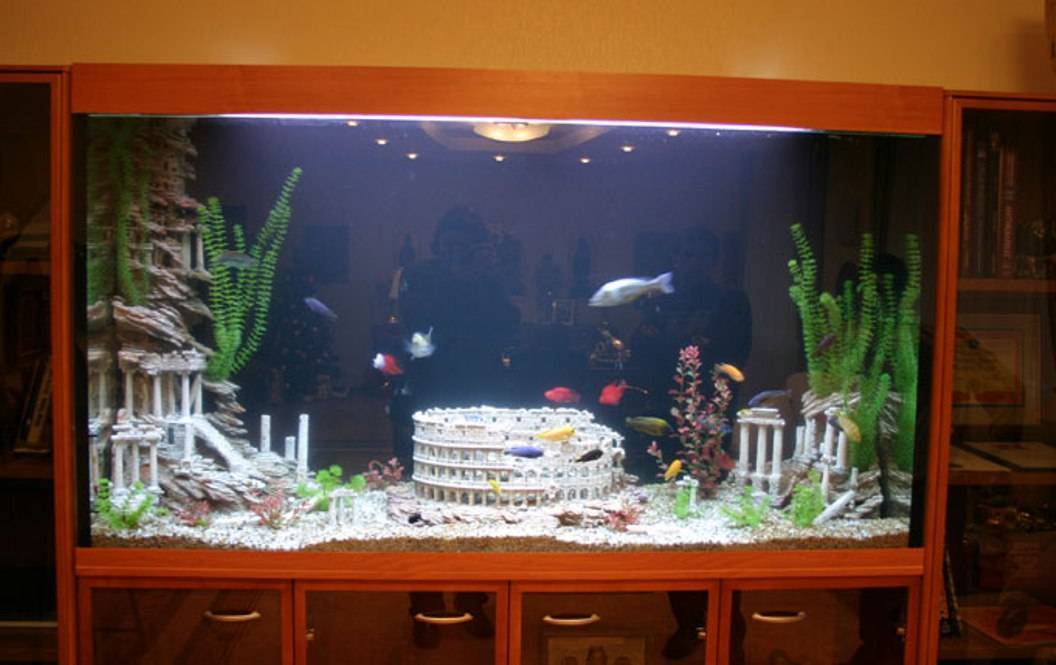 Как украсить аквариум: продуманный выбор декораций и растений