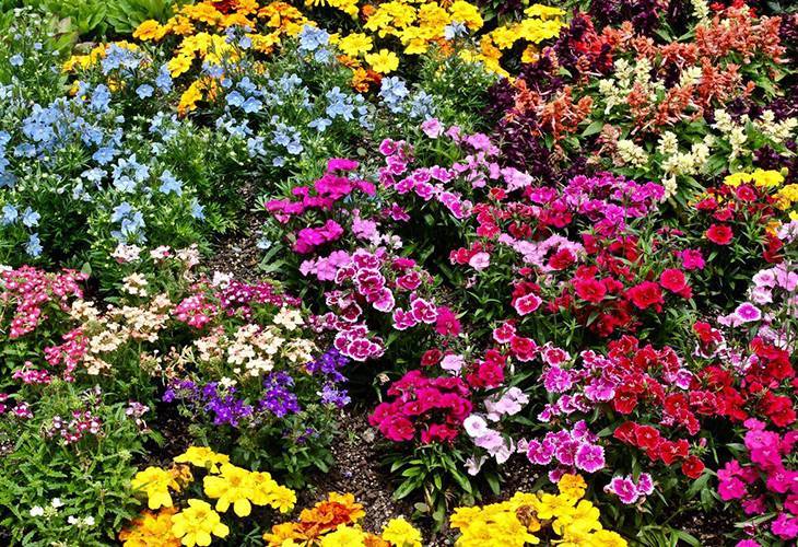 Красивые однолетние цветы - 130 фото, обзор лучших видов и вариантов дизайна