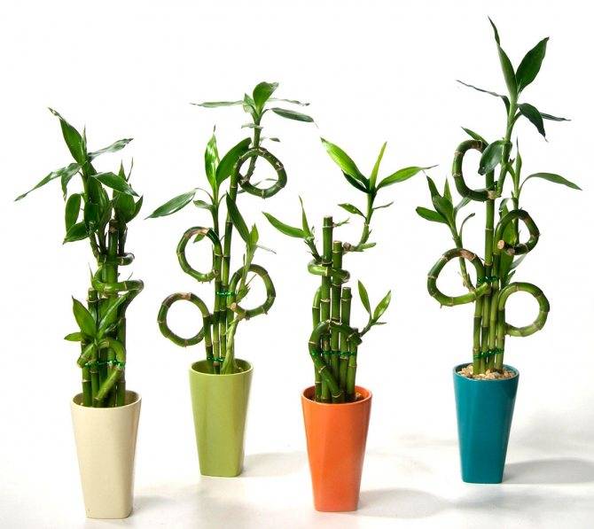 «растение удачи» – комнатный декоративный бамбук. как обеспечить ему правильный уход в домашних условиях