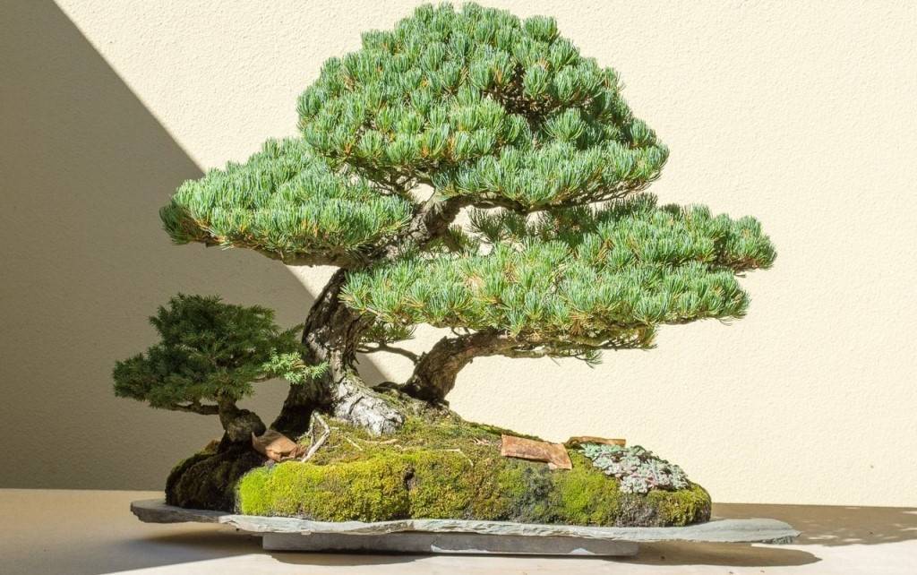 Японское дерево бонсай: сакура, семена кедра и сосны, фото карликовых деревьев, выращивание белой, sakura уход