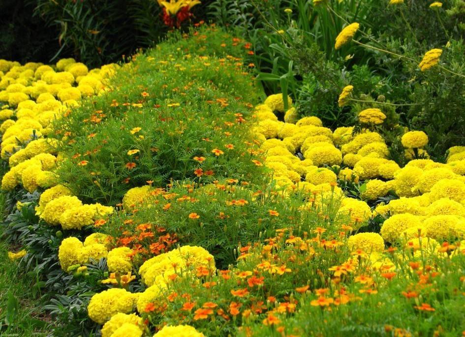 Самые неприхотливые цветы для вашего сада
