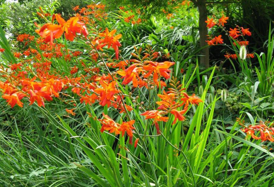 Луковичные цветы для сада (40 фото): названия многолетников. осенняя посадка растений на клумбе. мелколуковичные весенние и другие виды