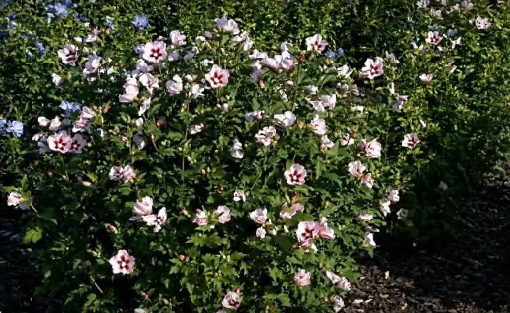 Гибискус садовый: уход и размножение, посадка и пересадка китайской розы, древовидный и травянистый гибискус: выращивание и как зимует, фото и видео