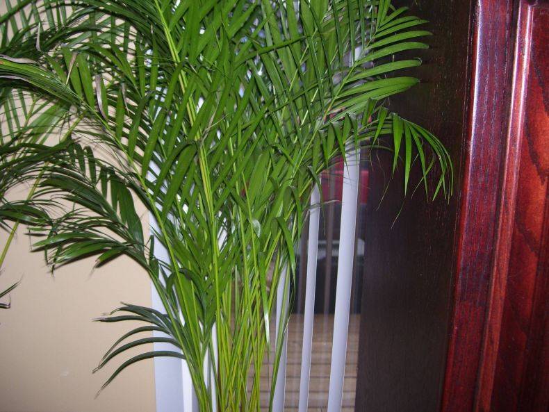 Виды комнатных пальм, уход и пересадка, выращивание из семян