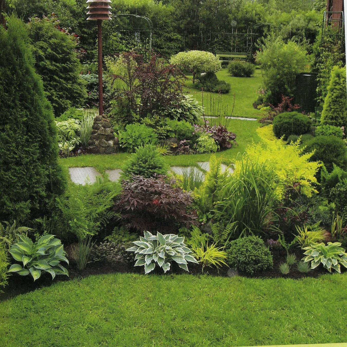 Хвойники в ландшафтном дизайне: хвойные растения для сада (названия и фото) и композиции из них