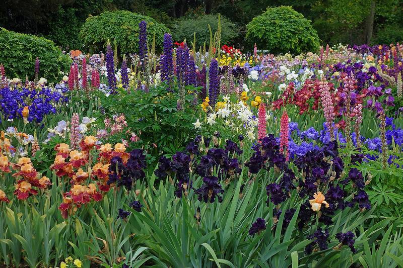 Каталог луковичных цветов: описание 21 сорта, для выращивания в открытом грунте и в домашних условиях (65 фото & видео) +отзывы