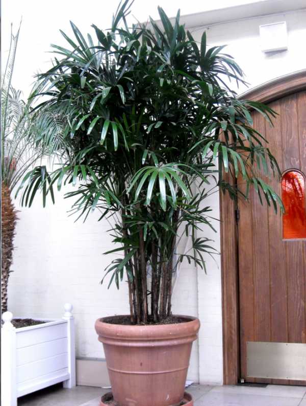 Декоративные пальмы для дома: разновидности, фото и названия