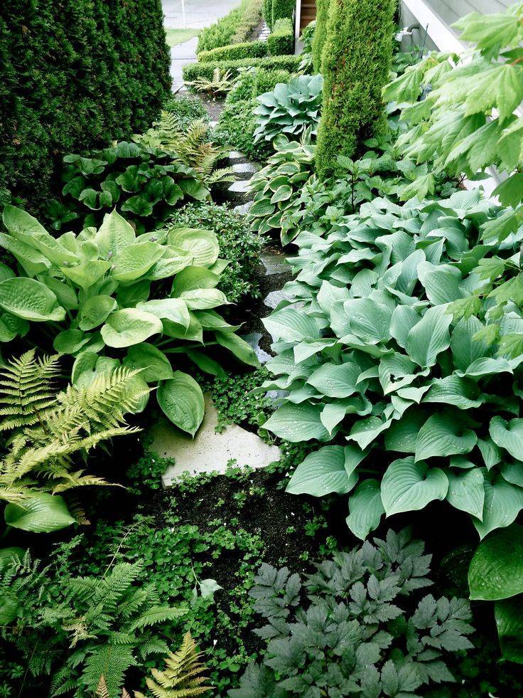 Дизайнерские решения по использованию хост в саду, сочетание растений с другими культурами на клумбе