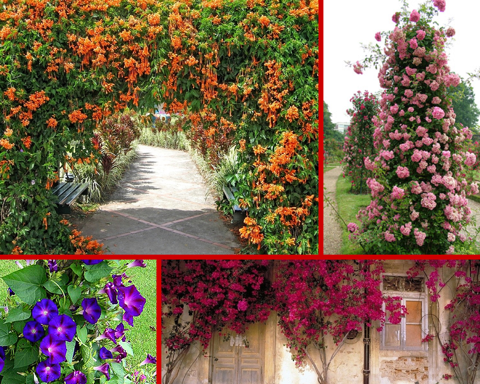 Вьющиеся садовые цветы: плетущиеся растения, названия и фото