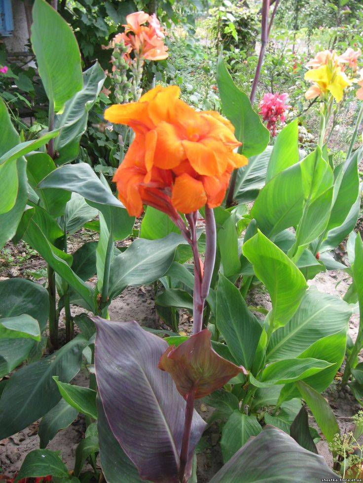 Канна (62 фото): что это за цветы? описание растений канна индийская и красная. нужно ли выкапывать канны в саду на зиму? выращивание в домашних условиях и в открытом грунте