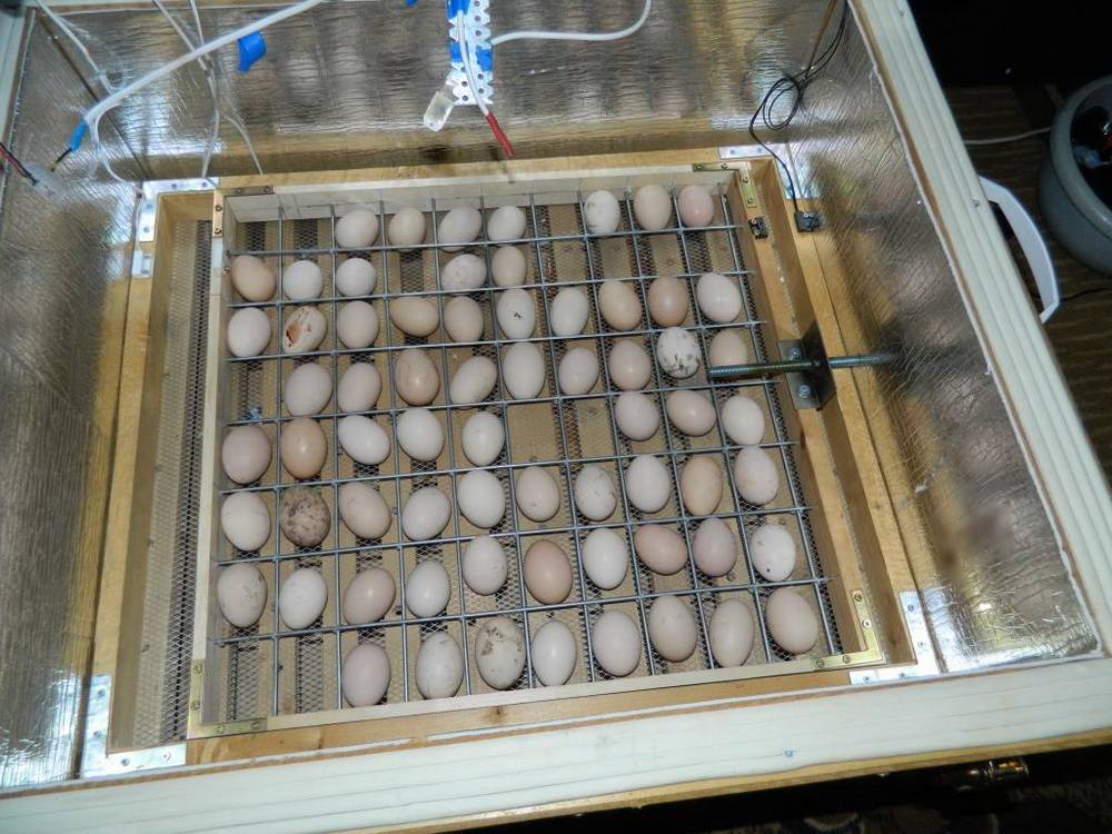 Как сделать инкубатор своими руками в домашних условиях для яиц - фото, видео